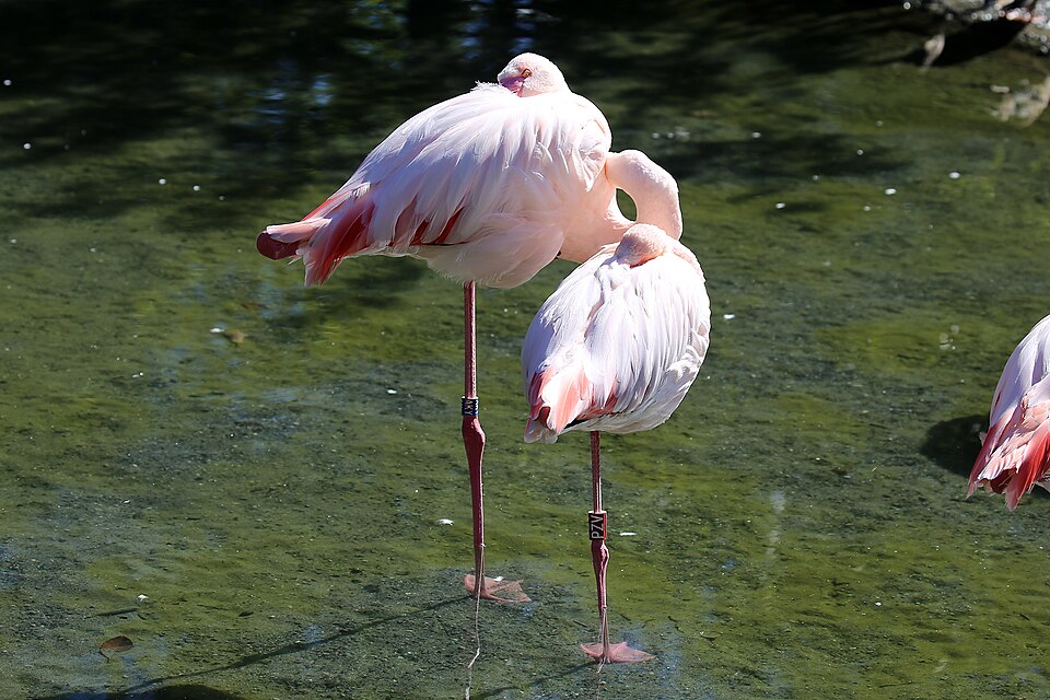 Flamingo im Tierpark Bern.
